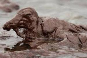 oil spill