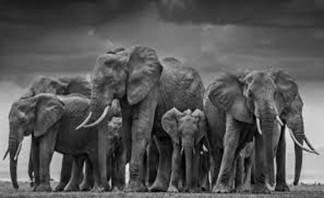Elephants